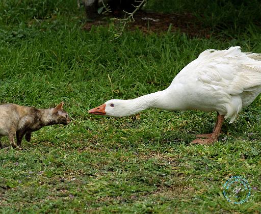 Goose and Cat 9P031D-45.JPG